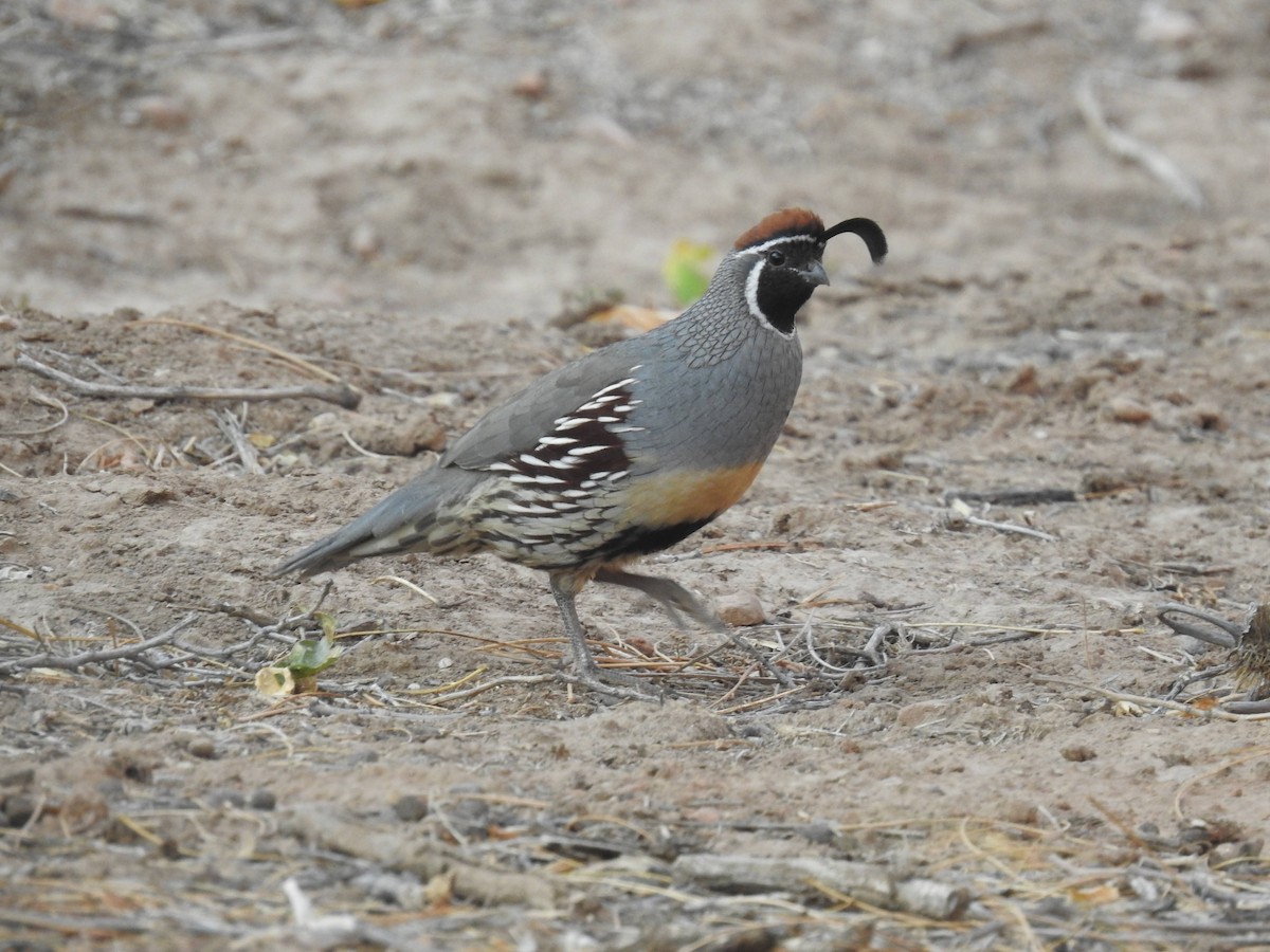 Gambel's Quail - ML418736431