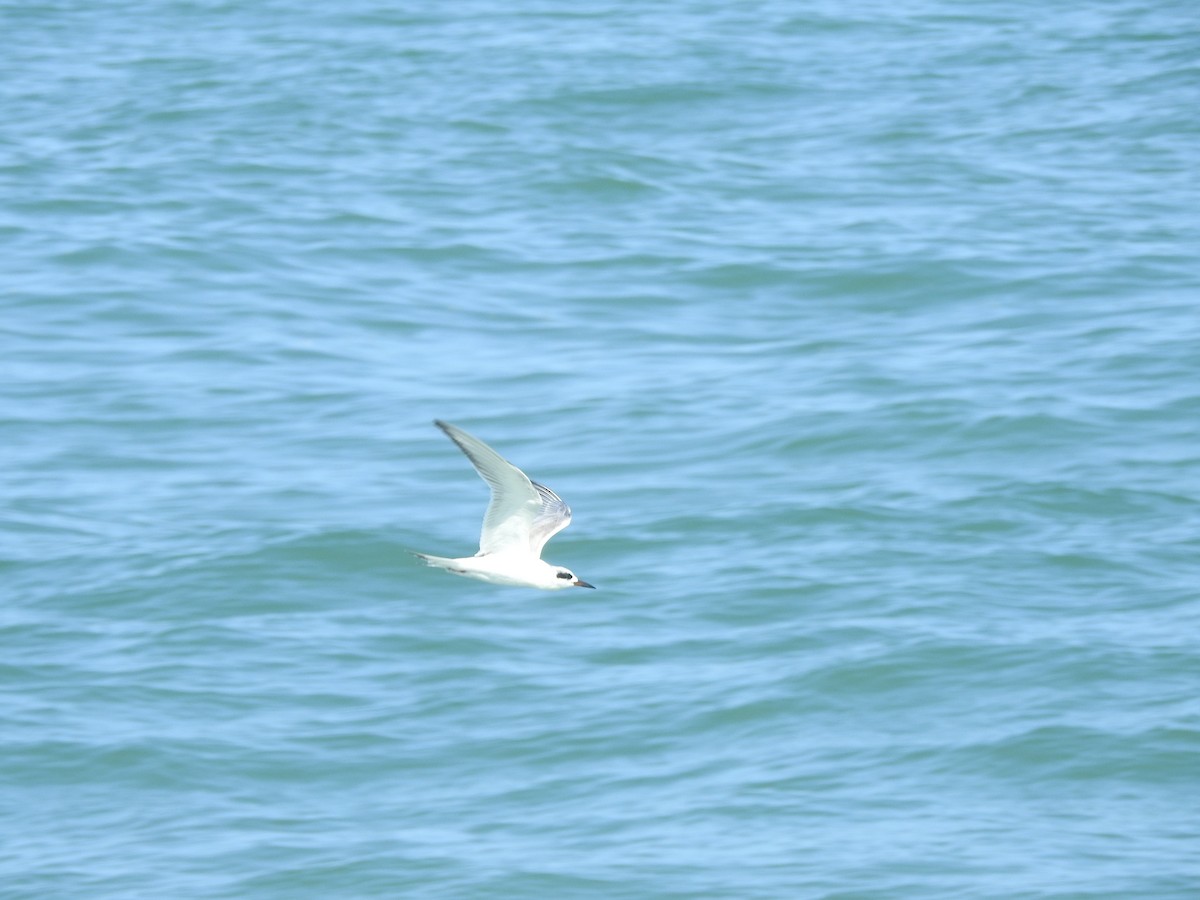 Forster's Tern - ML418737601