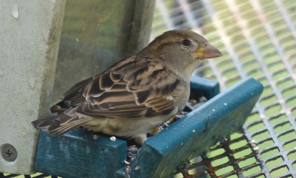 House Sparrow - ML41873881