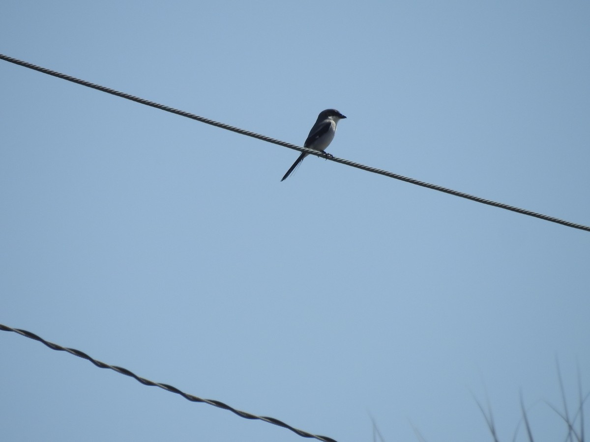 Loggerhead Shrike - ML418739211