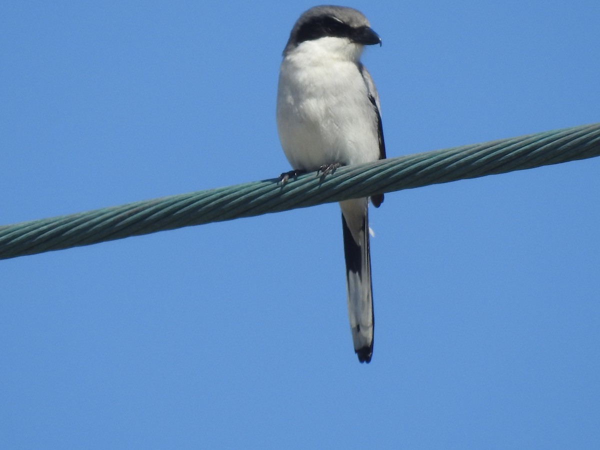 Loggerhead Shrike - ML418739311