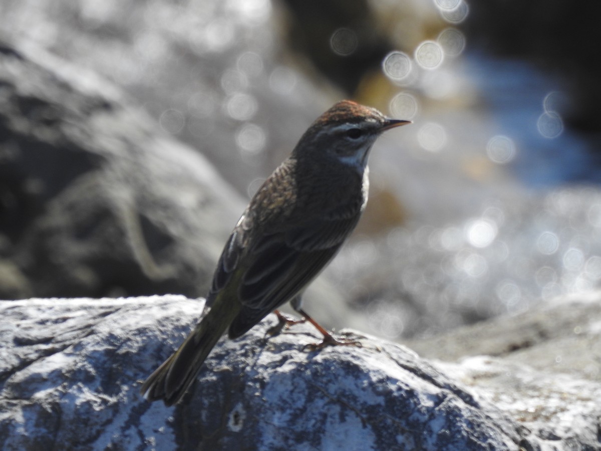 Palm Warbler - ML418740121