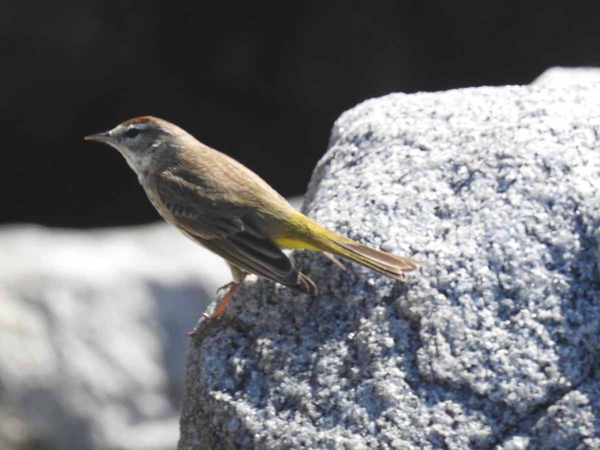 Palm Warbler - ML418741001