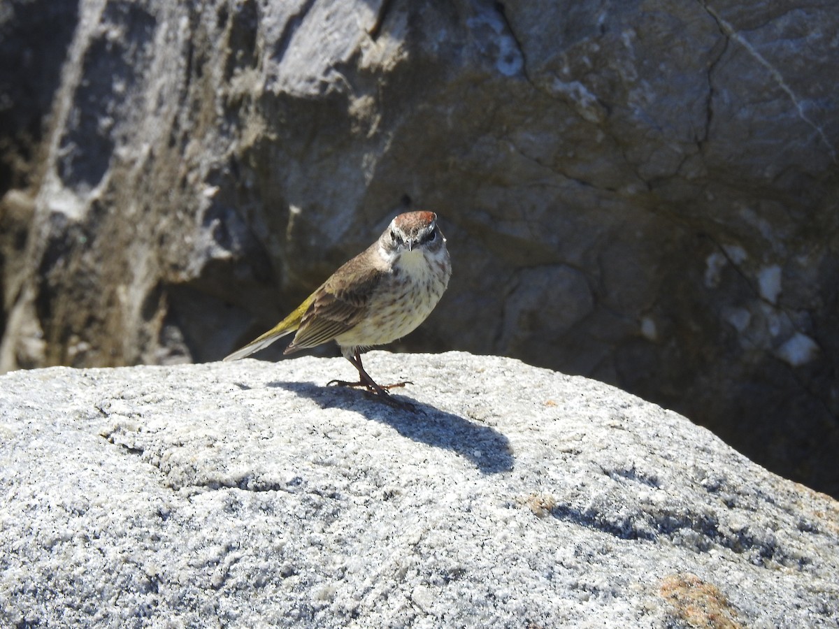 Palm Warbler - Logan Clark