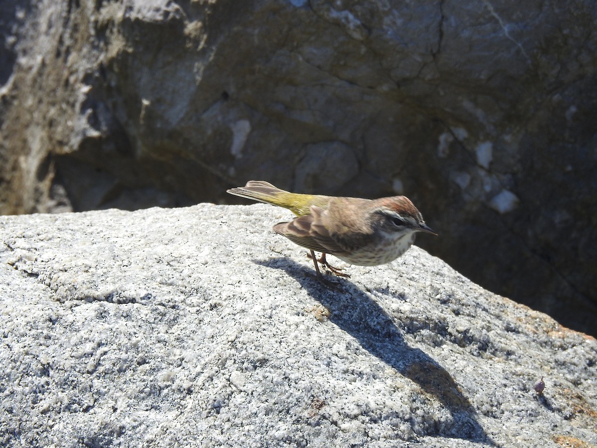 Palm Warbler - ML418741021