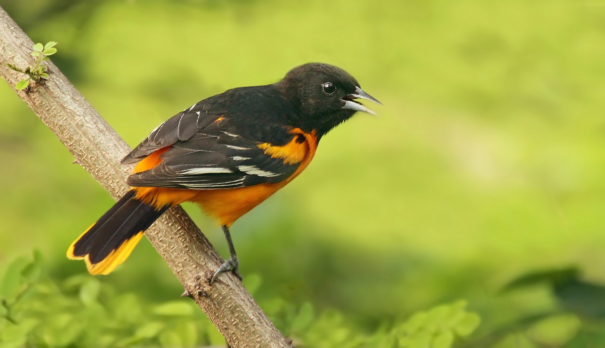 Baltimore Oriole - Ryan Schain