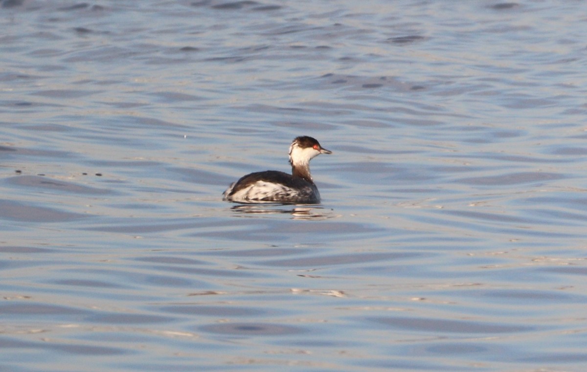 Horned Grebe - ML418743581