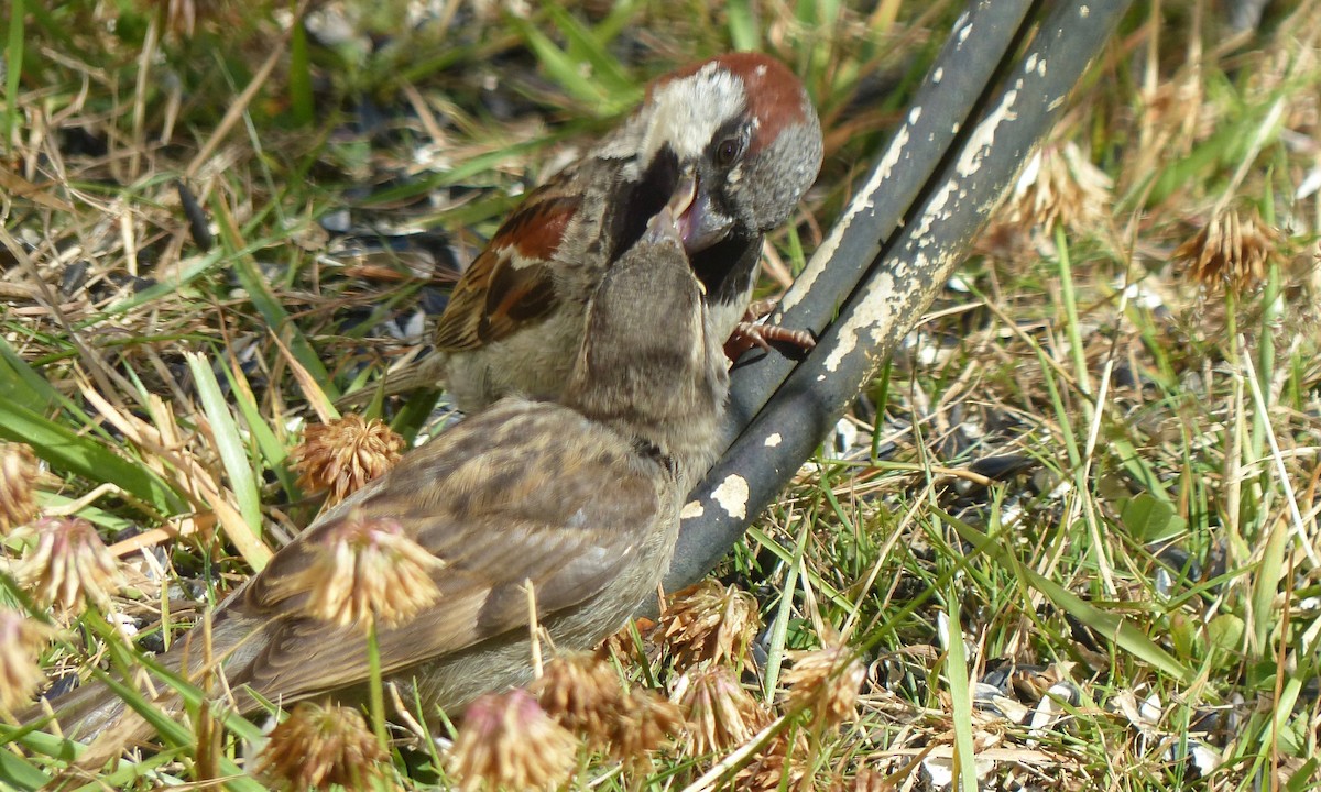 Moineau domestique - ML41874361