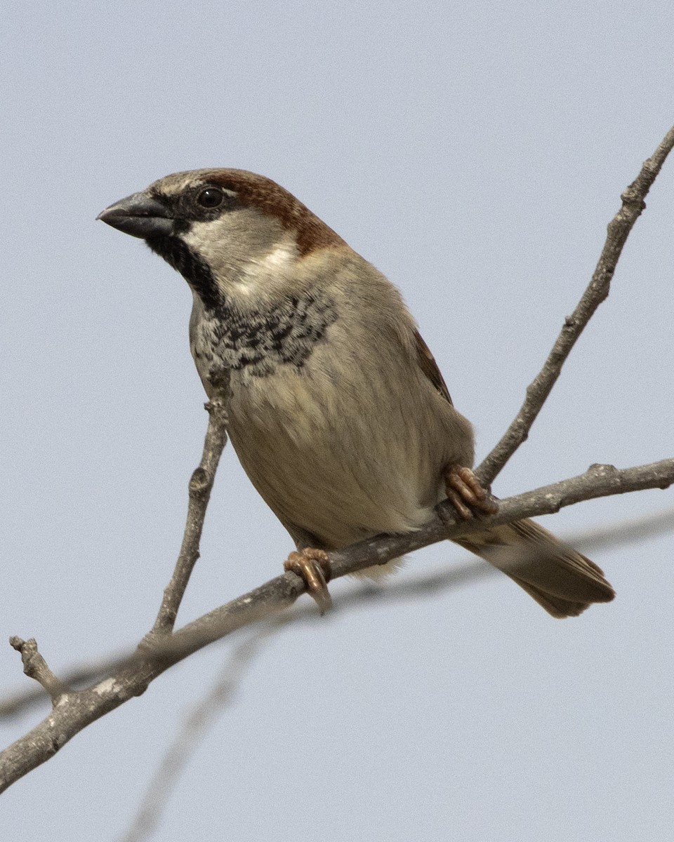 Moineau domestique - ML418743941