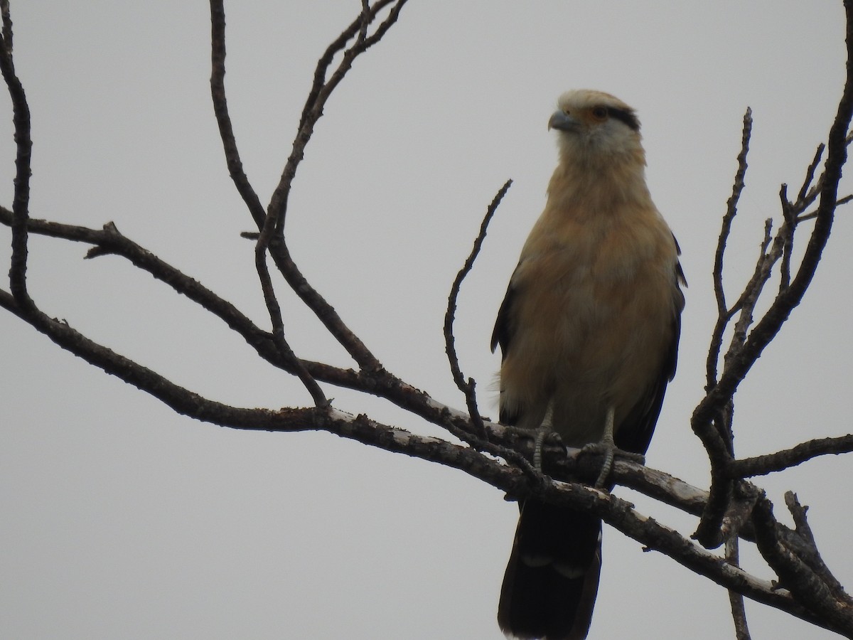 Yellow-headed Caracara - ML418744101