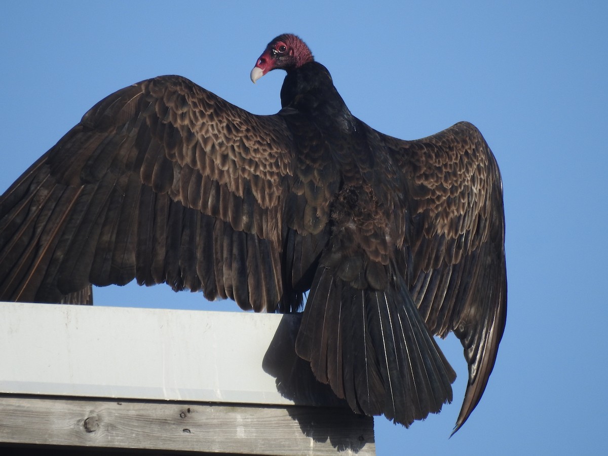 Turkey Vulture - ML418744611