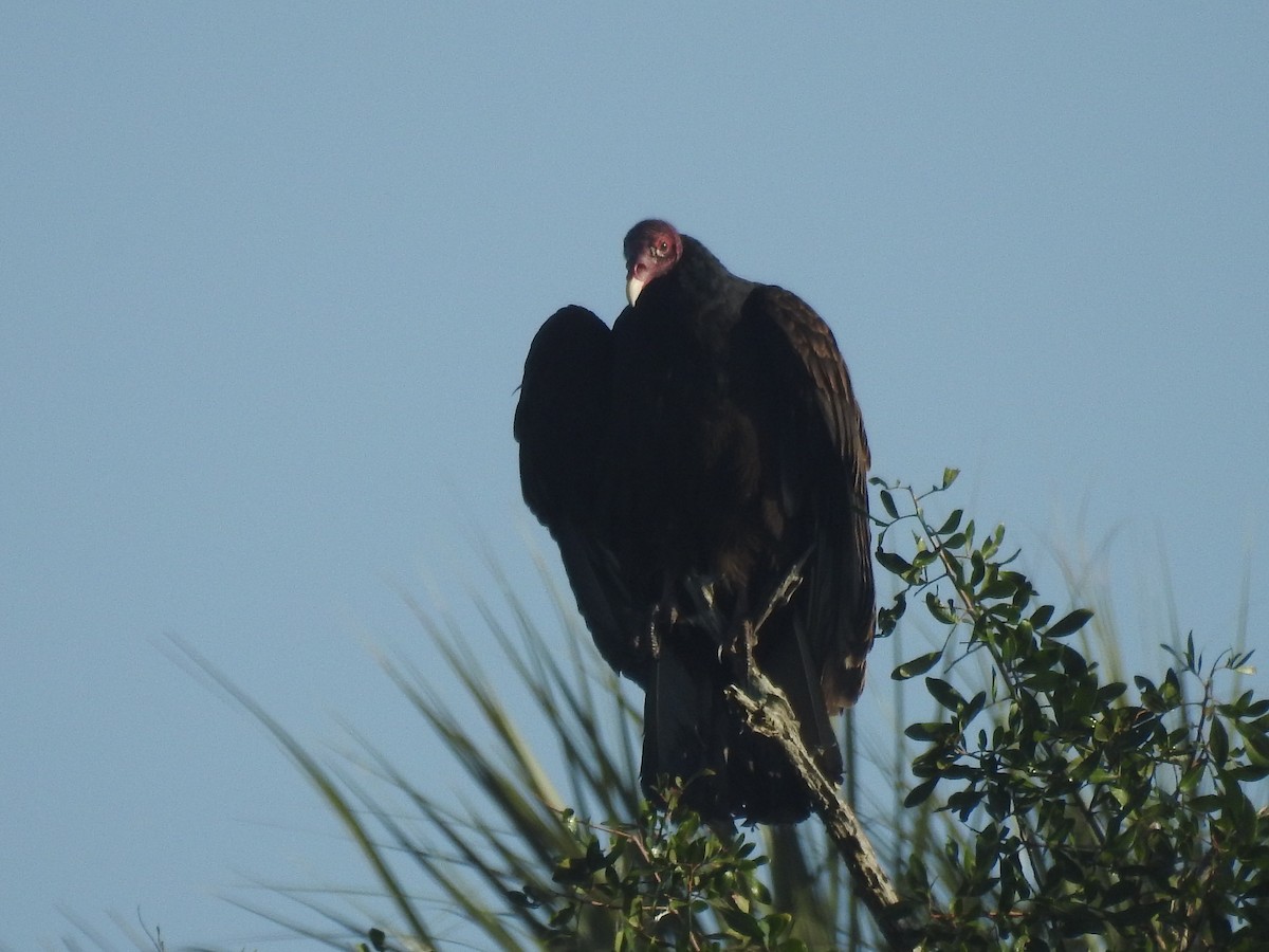 Turkey Vulture - ML418744641