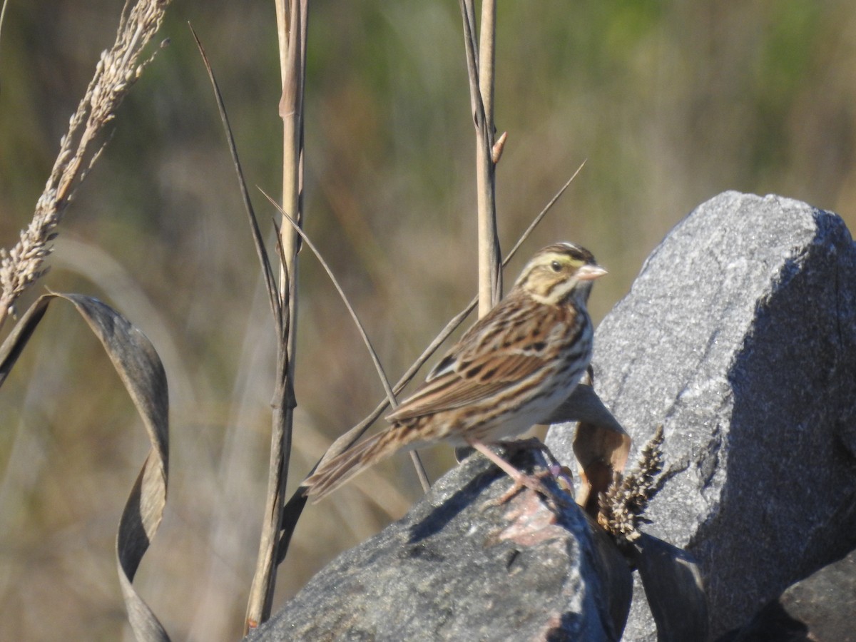 Savannah Sparrow - ML418745331