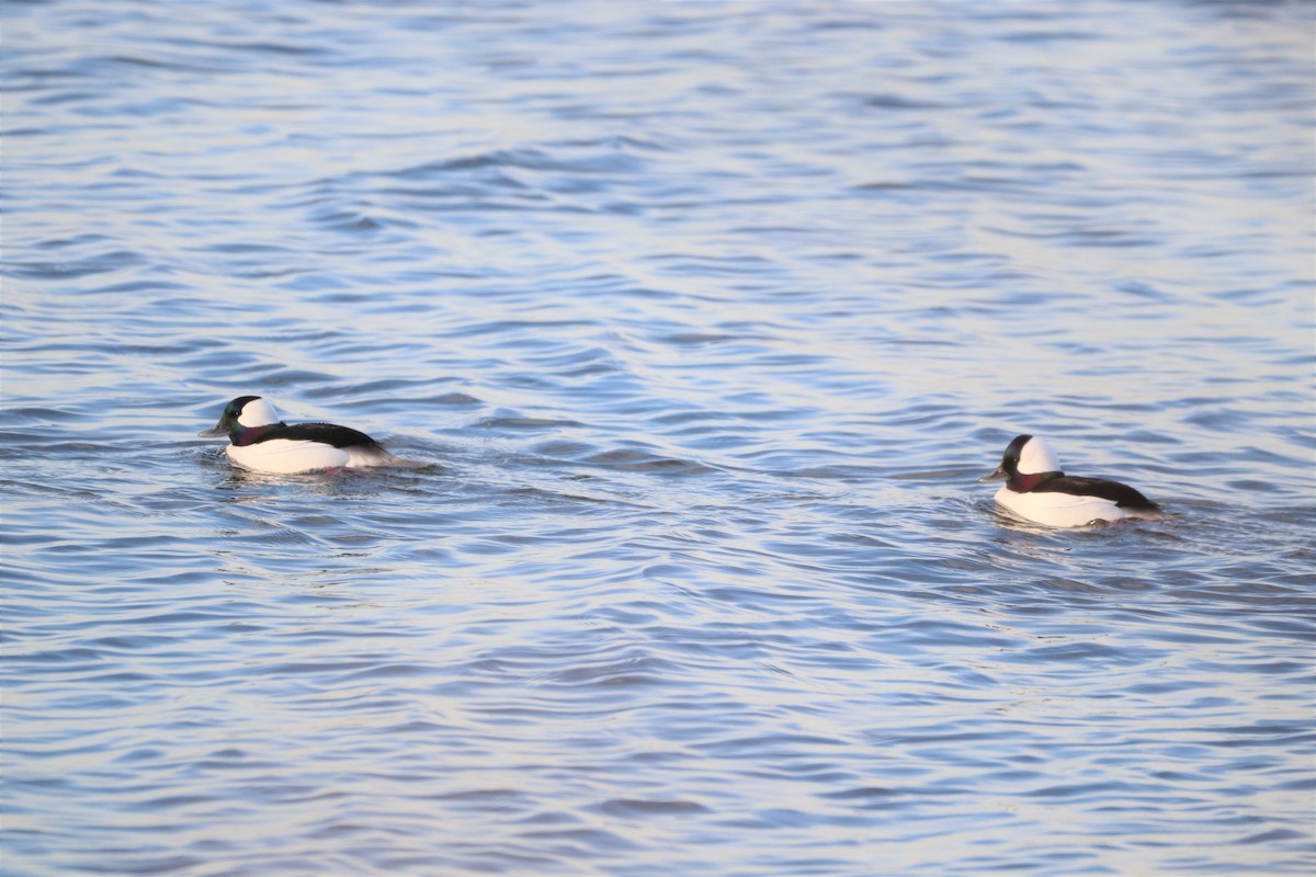 Bufflehead - ML418745371