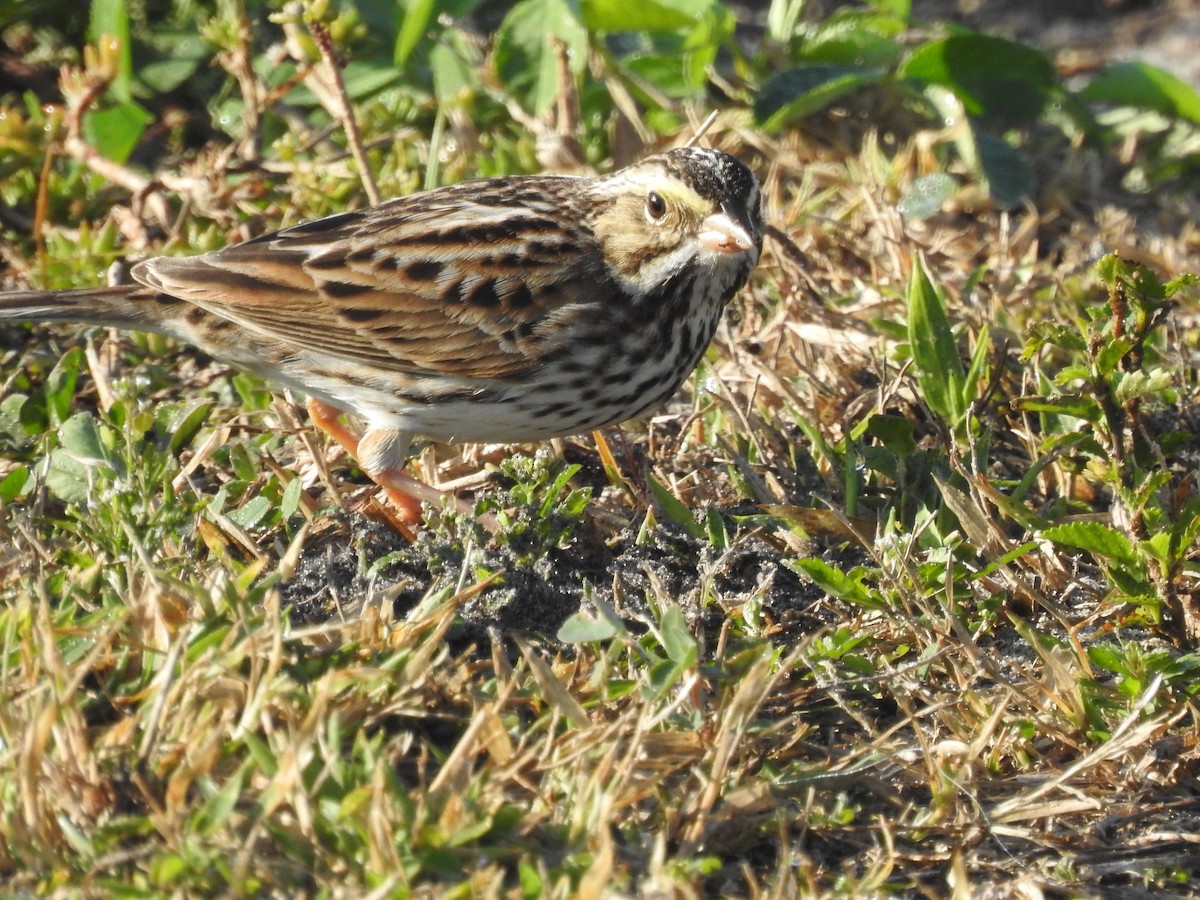 Savannah Sparrow - ML418745381