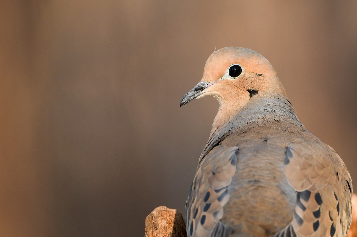 Mourning Dove - Manny Salas