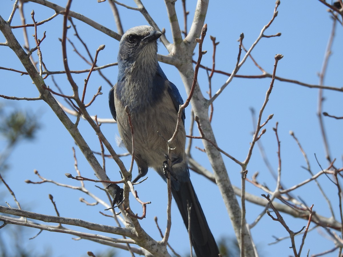 Florida Scrub-Jay - ML418746211