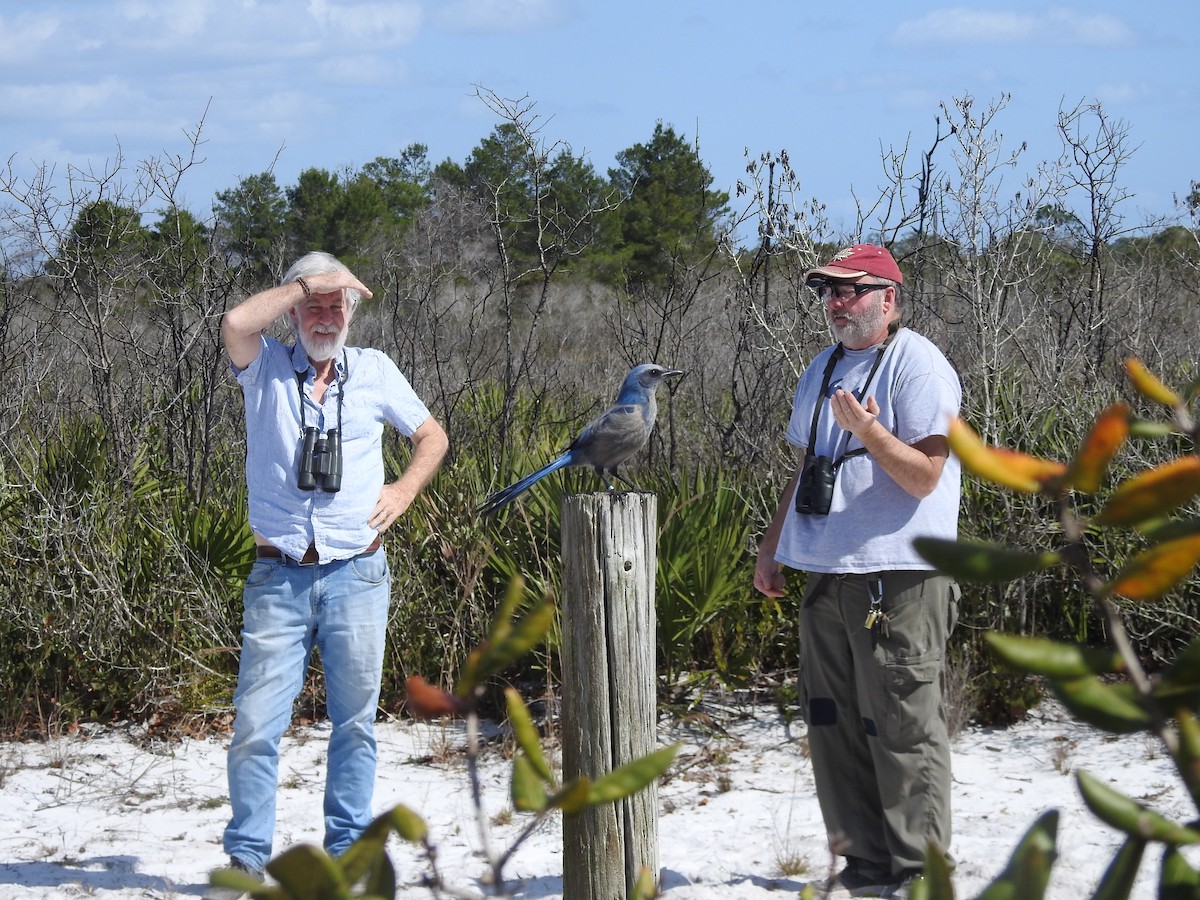 Florida Scrub-Jay - ML418746221