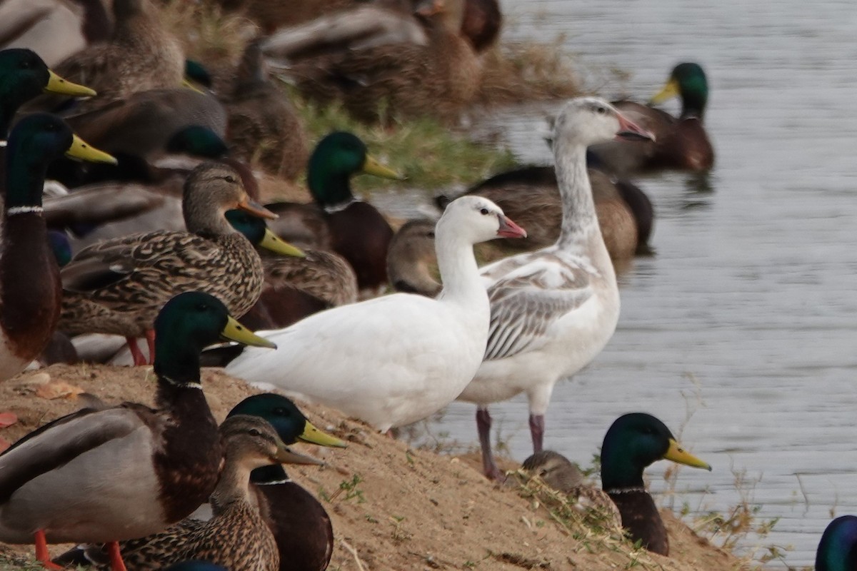 אווז שלג - ML418747801