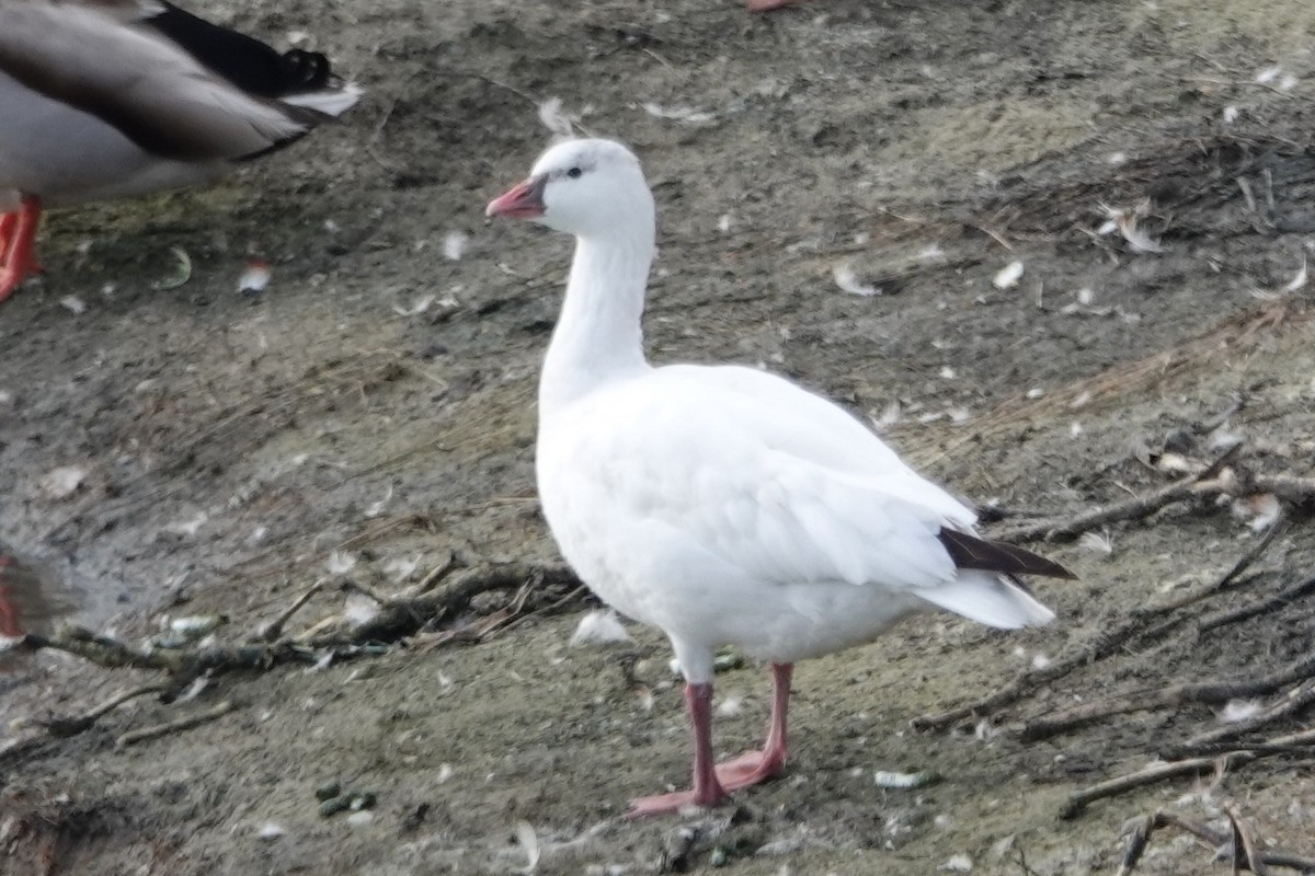 Ross's Goose - ML418748461