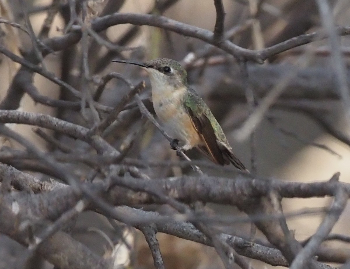 Peruvian Sheartail - ML418748951