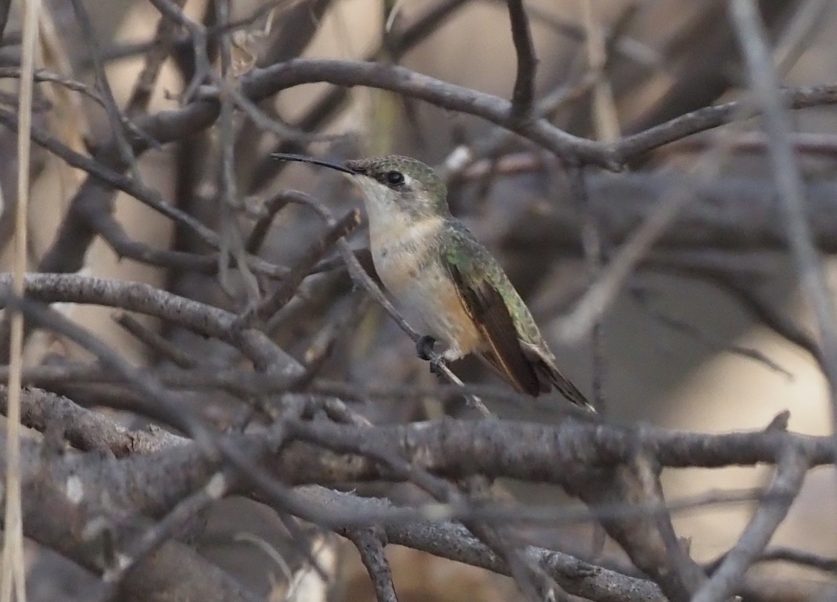 Peruvian Sheartail - ML418749161