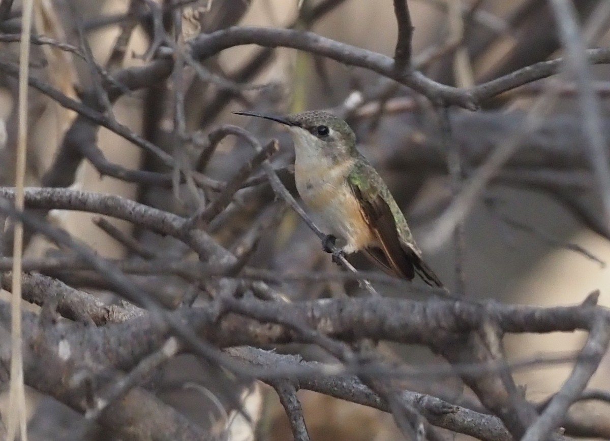 Peruvian Sheartail - Stephan Lorenz