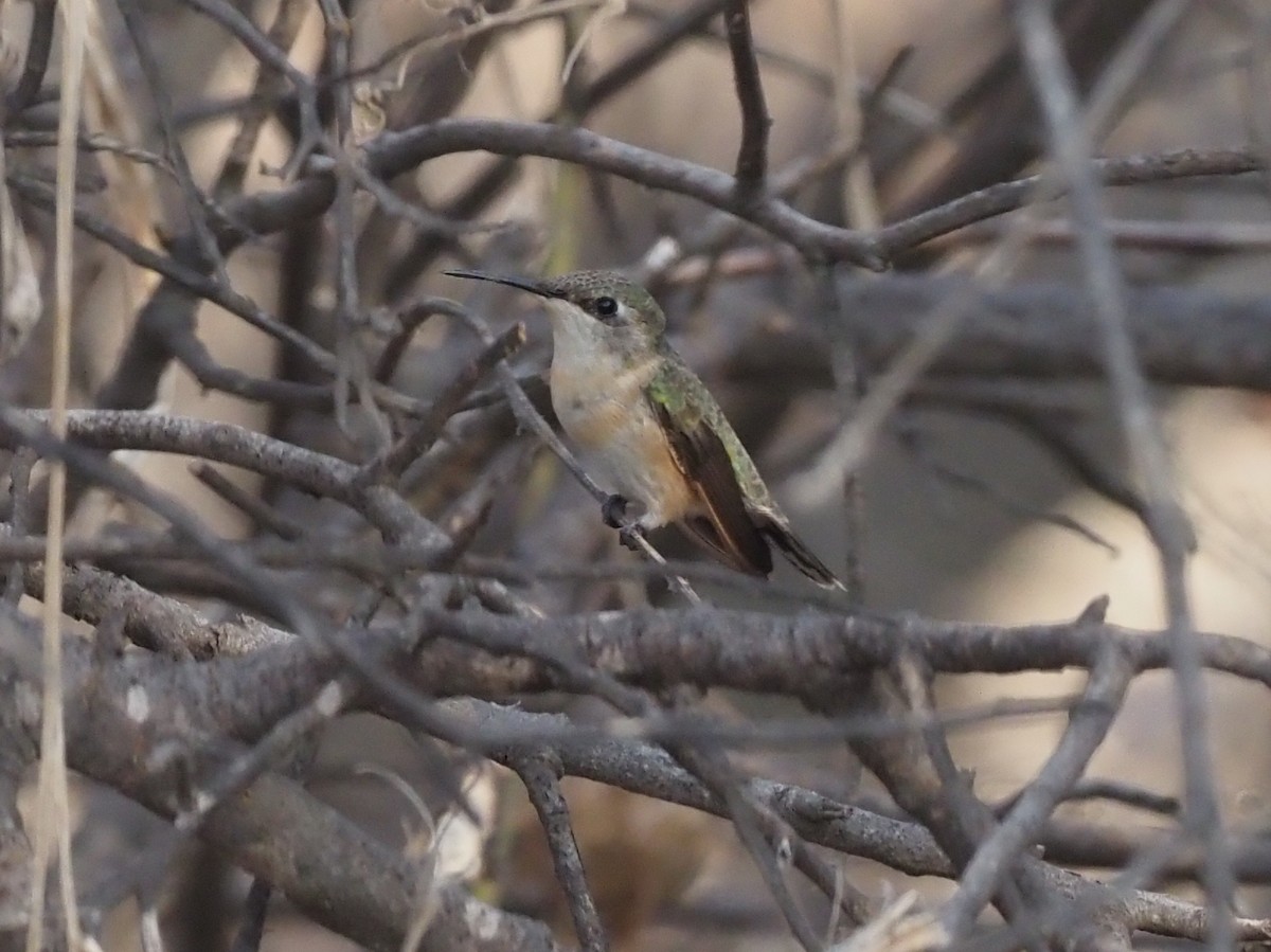 Peruvian Sheartail - ML418749351