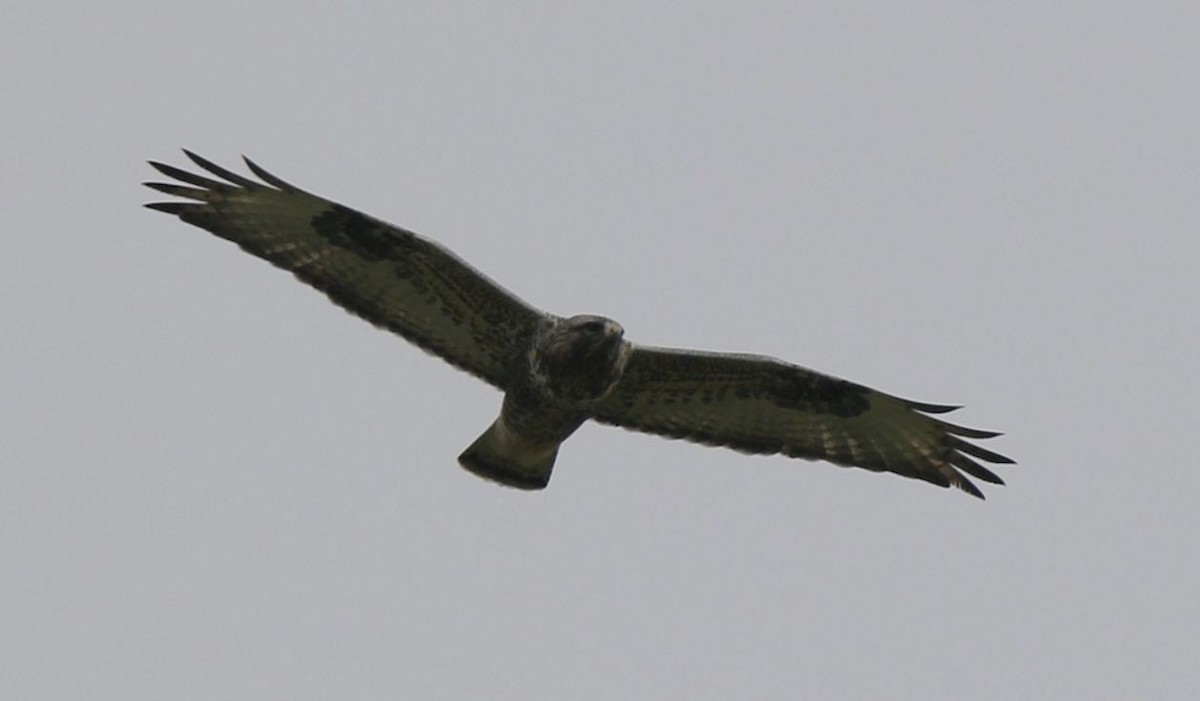 Rough-legged Hawk - ML41874951