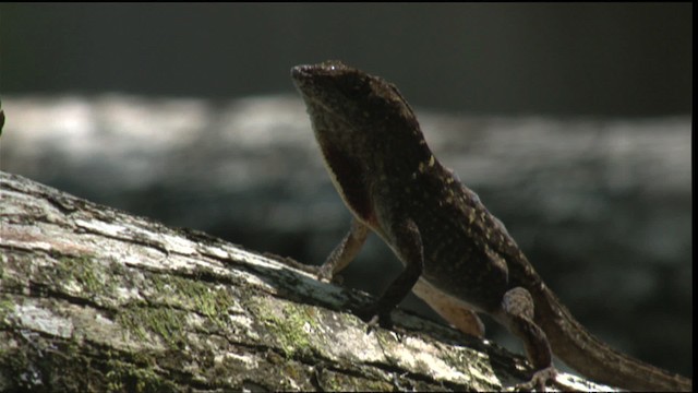 Cuban brown anole, Brown anole - ML418751