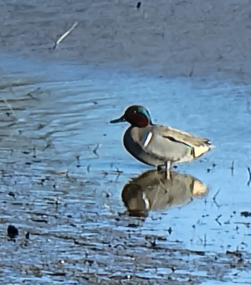 Green-winged Teal - Gord Dubois