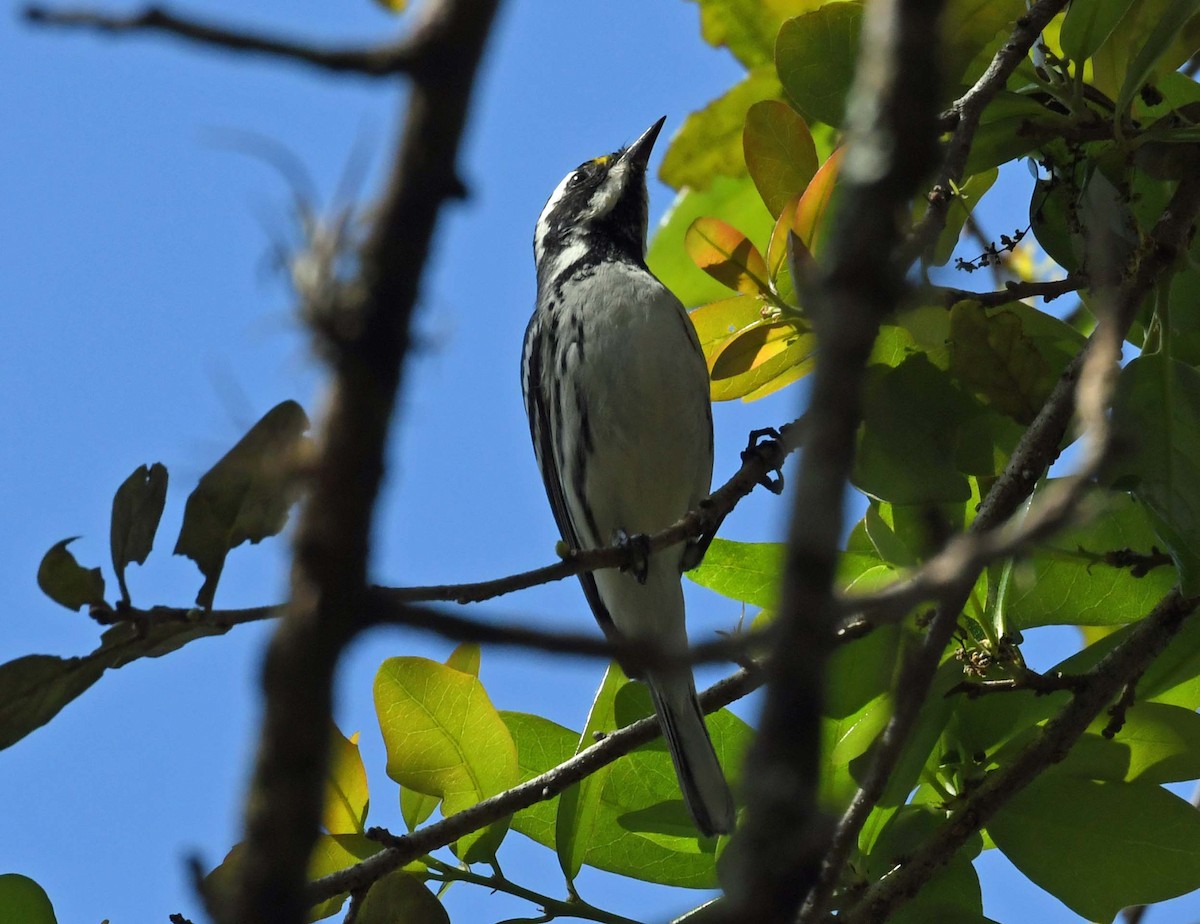 Black-throated Gray Warbler - ML418753261