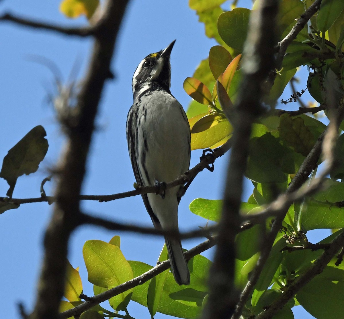 Black-throated Gray Warbler - ML418753331