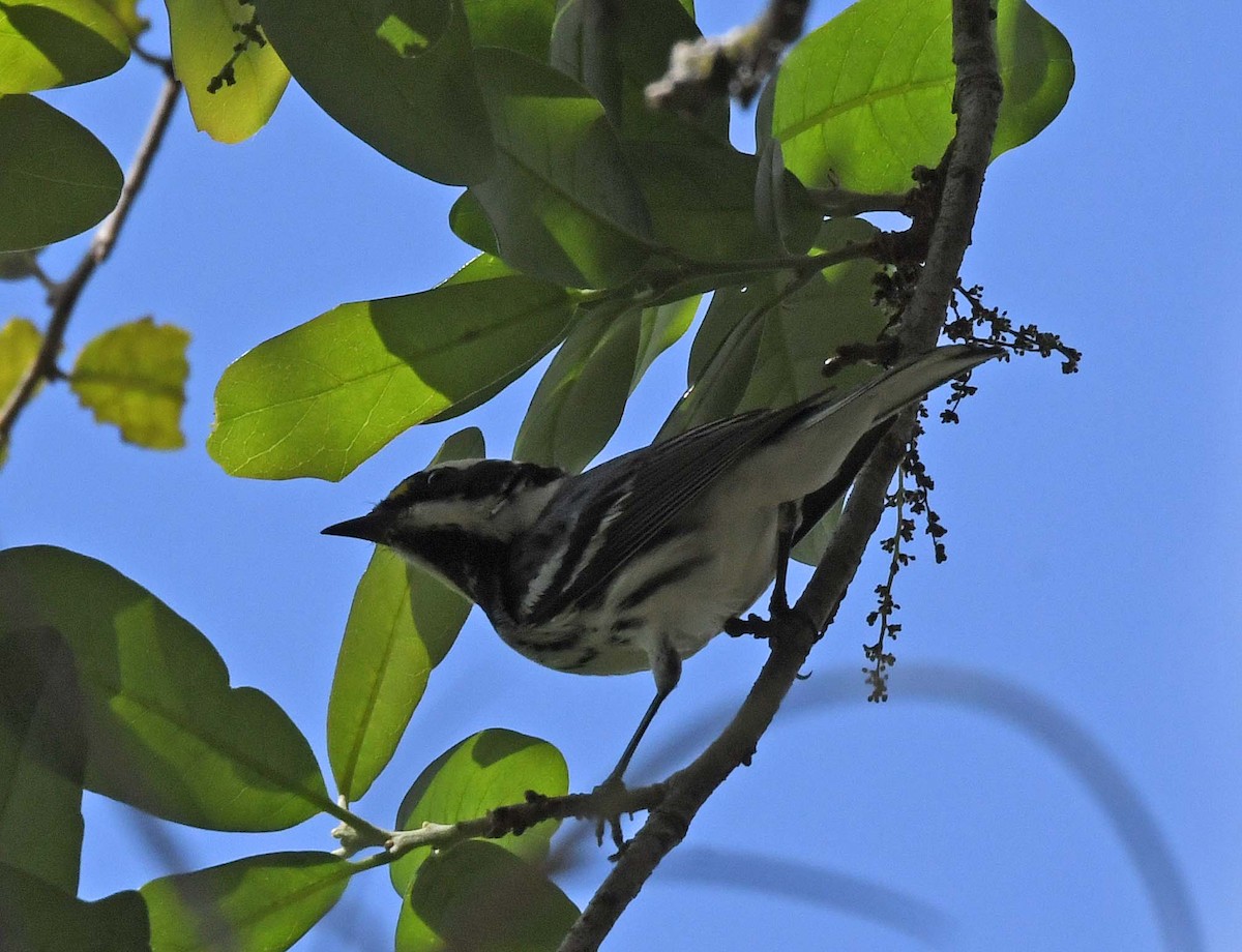 Black-throated Gray Warbler - ML418753411