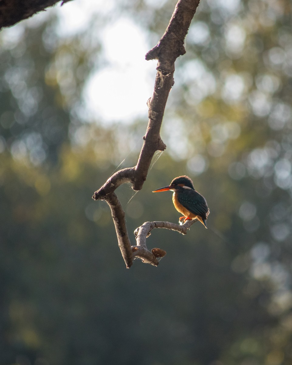 Common Kingfisher - Bhavik Dutt