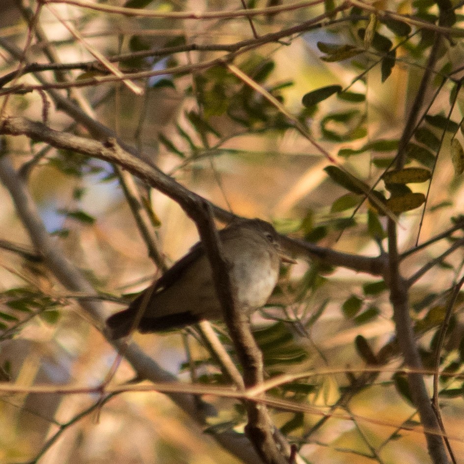 Brown-breasted Flycatcher - Bhavik Dutt