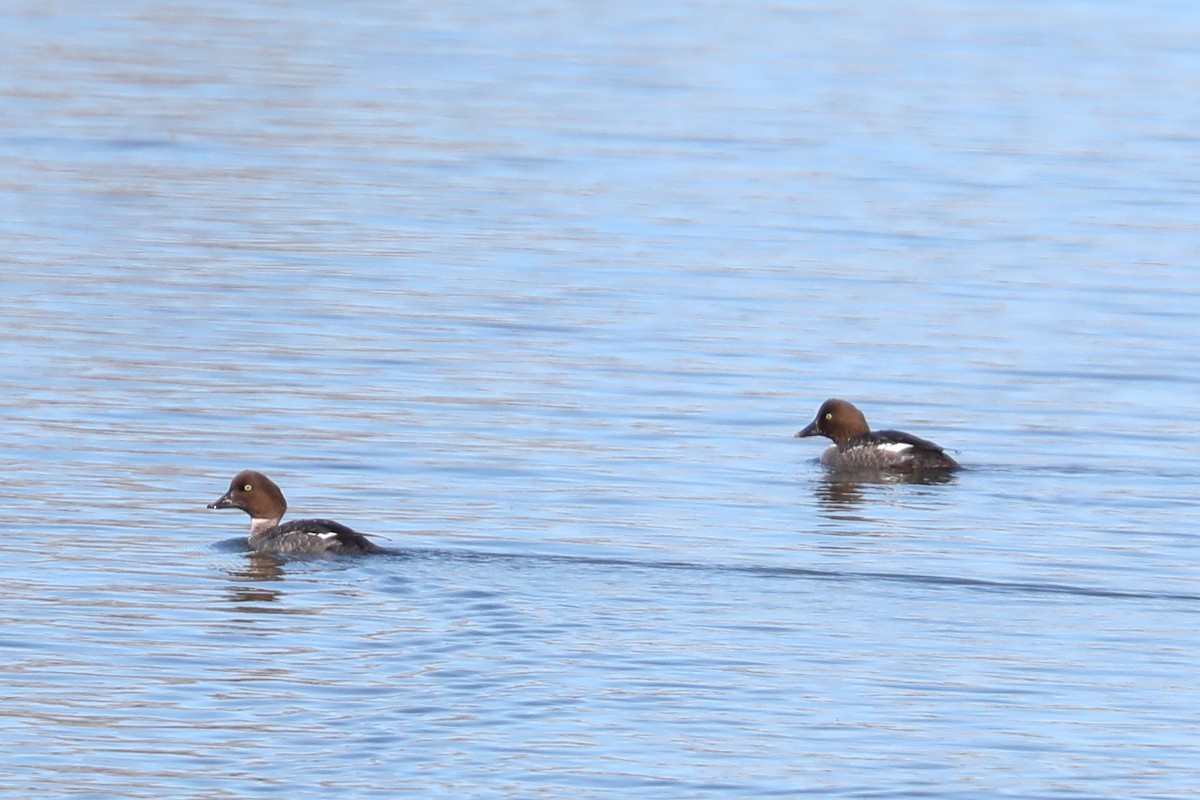 Common Goldeneye - ML418756451