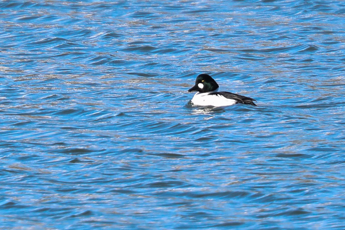 Common Goldeneye - ML418756461