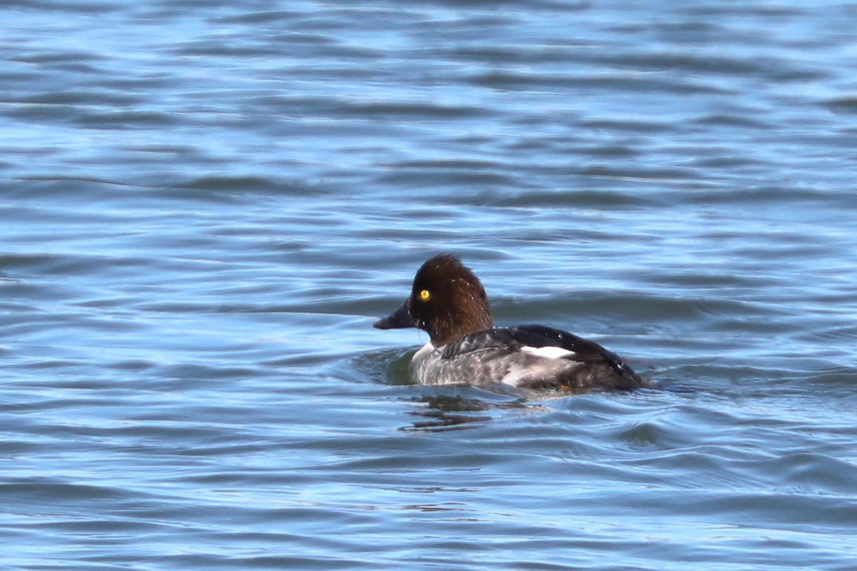 Common Goldeneye - ML418756471