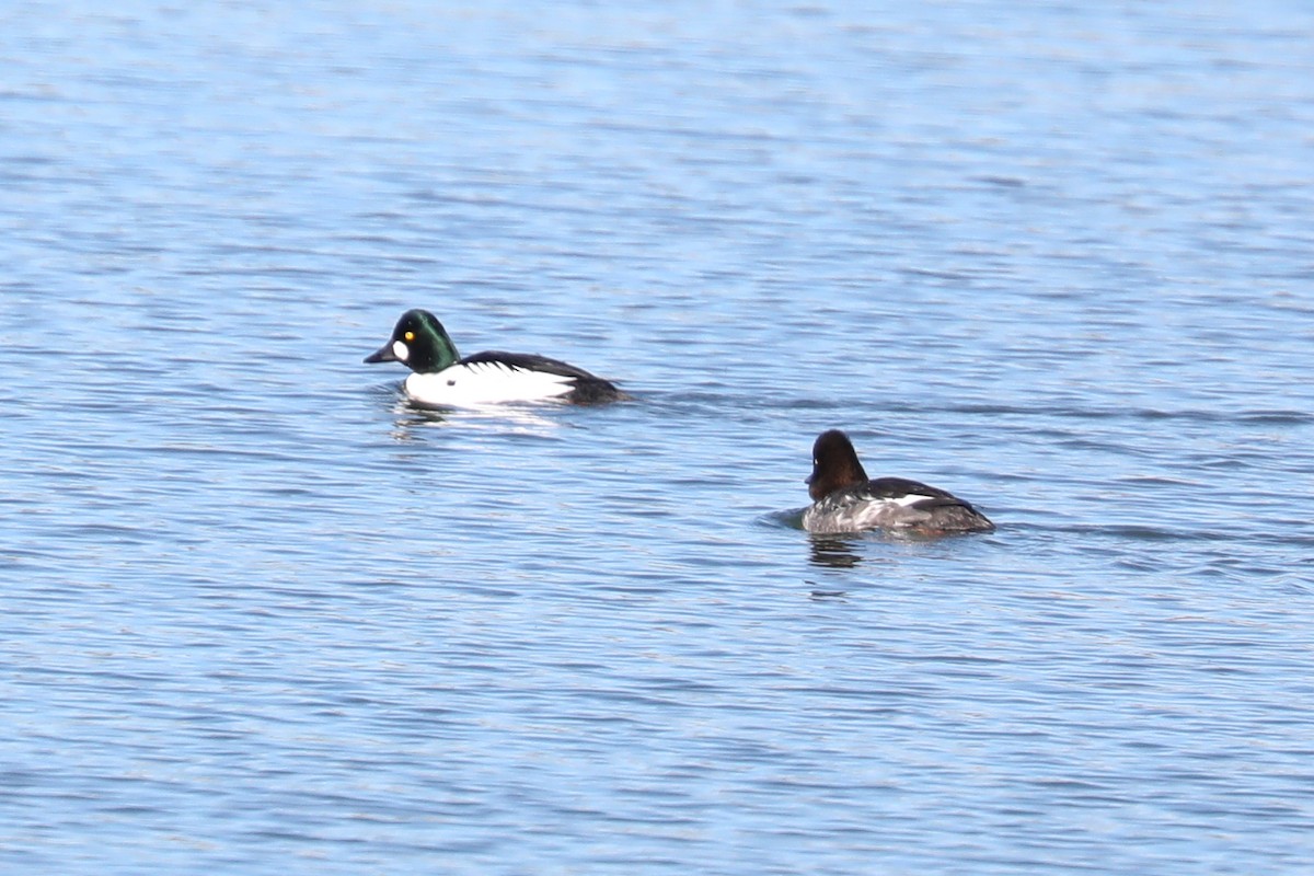 Common Goldeneye - ML418756481