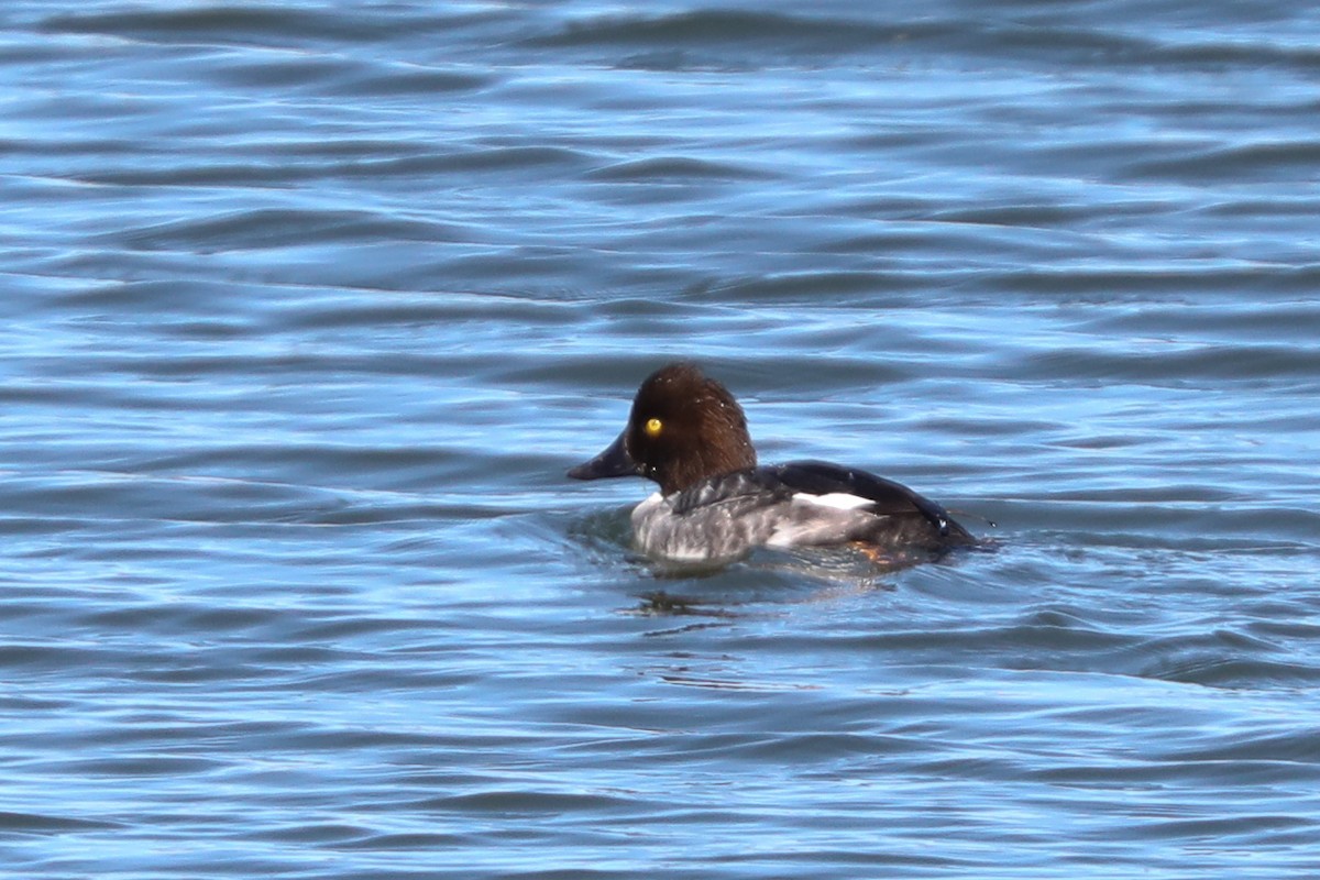 Common Goldeneye - ML418756491