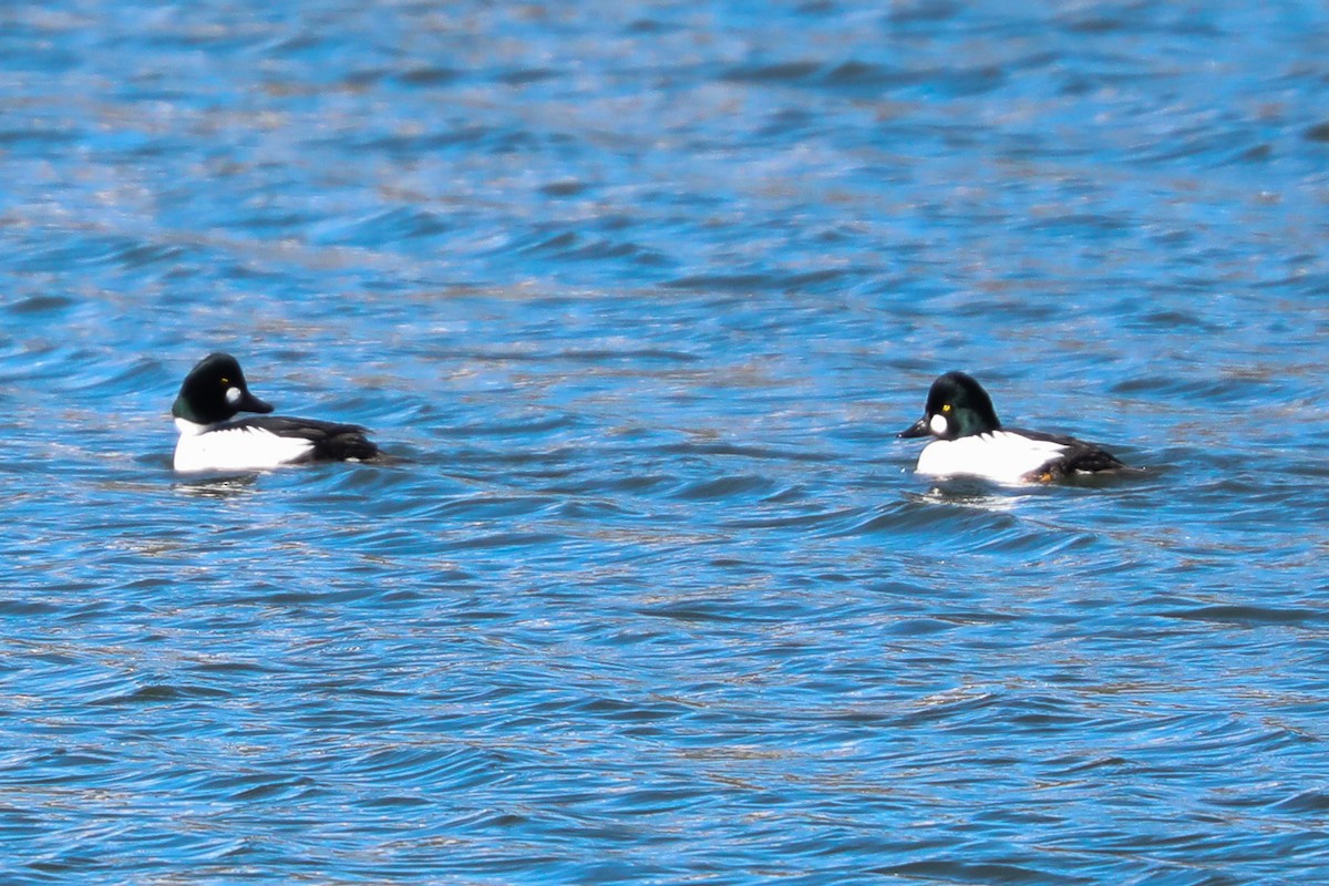 Common Goldeneye - ML418756501