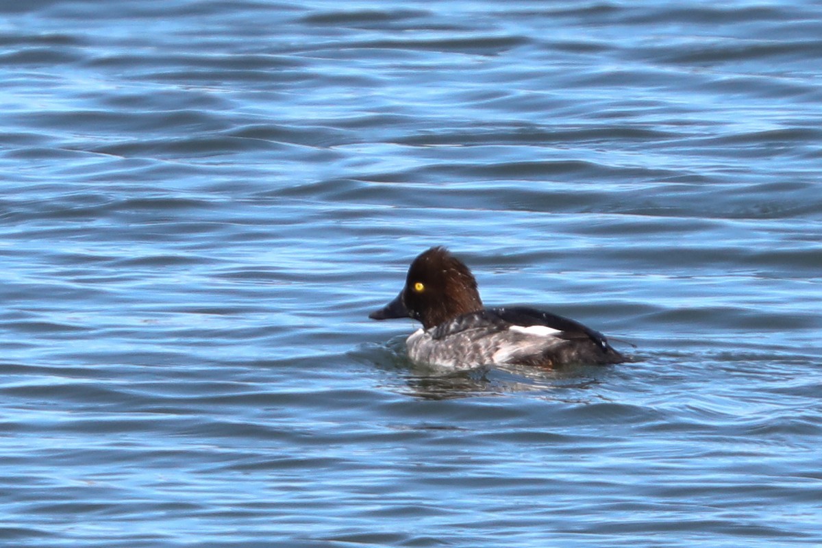 Common Goldeneye - ML418756541