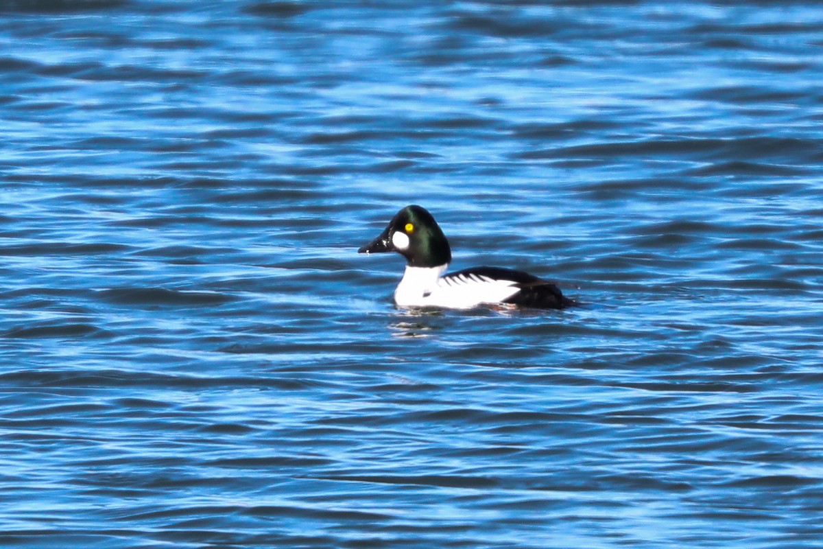 Common Goldeneye - Joseph Ryan