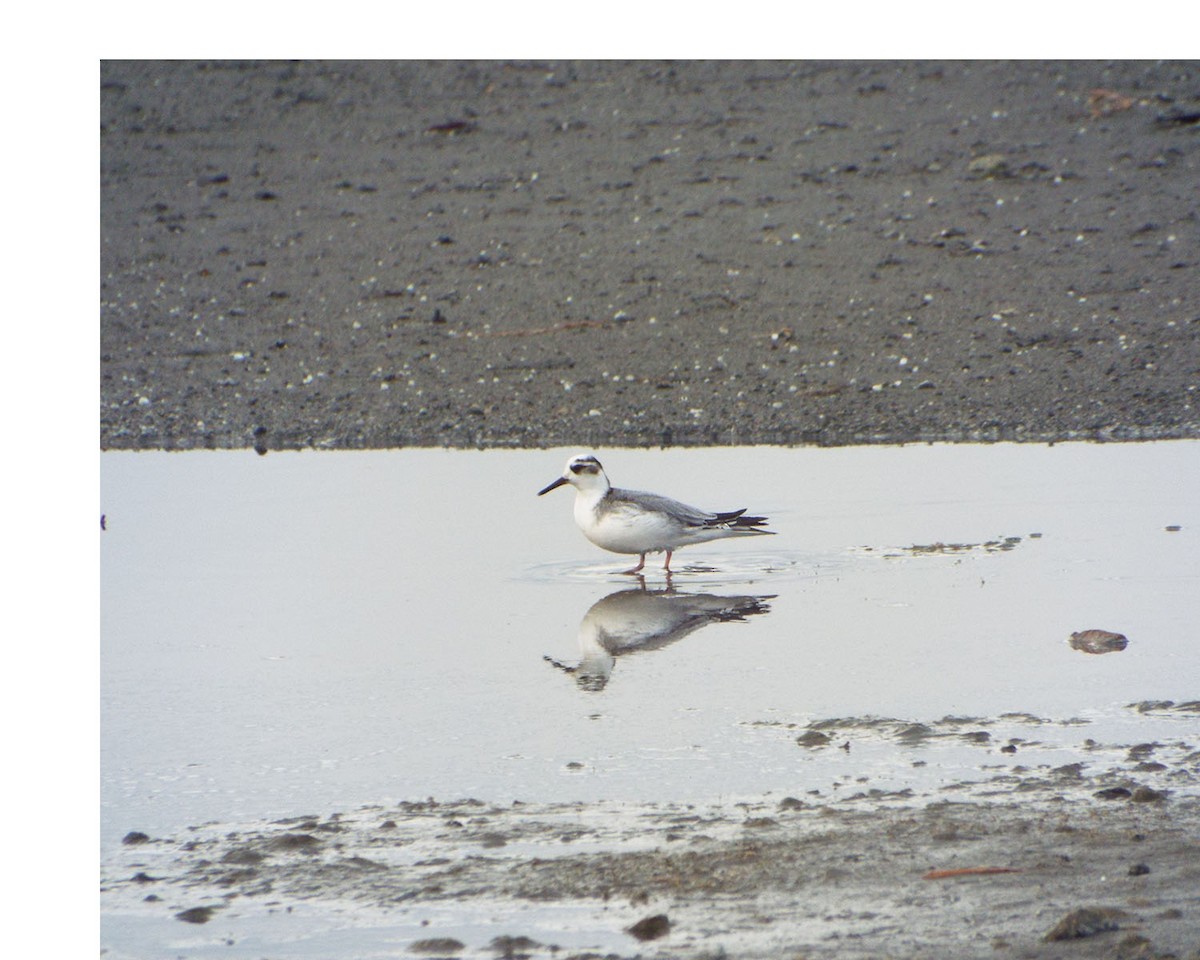 Red Phalarope - ML41875671