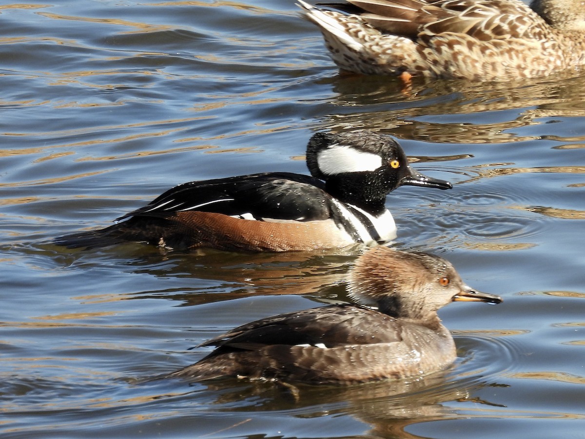 Hooded Merganser - ML418758111