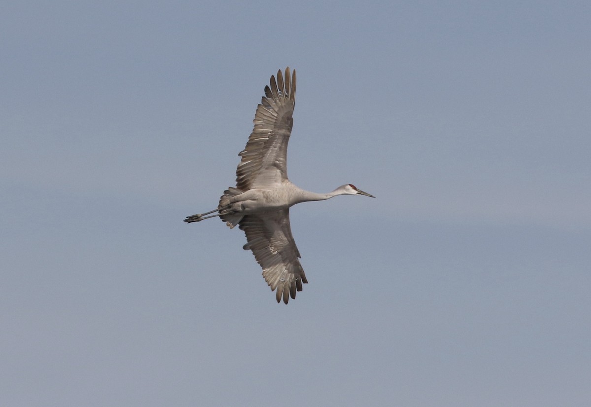 Sandhill Crane - Dan Gesualdo