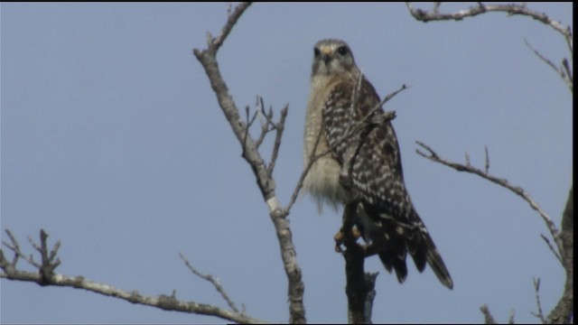 Red-shouldered Hawk - ML418759