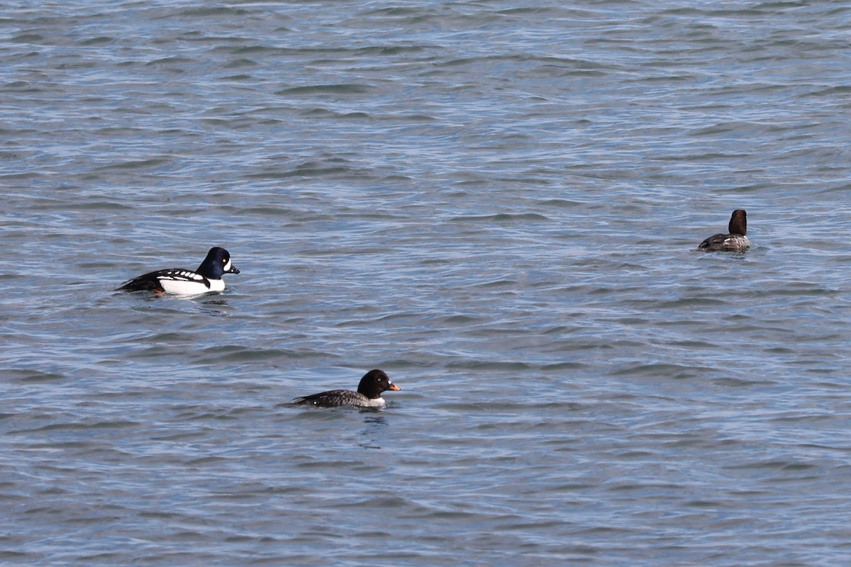 Barrow's Goldeneye - John Pani