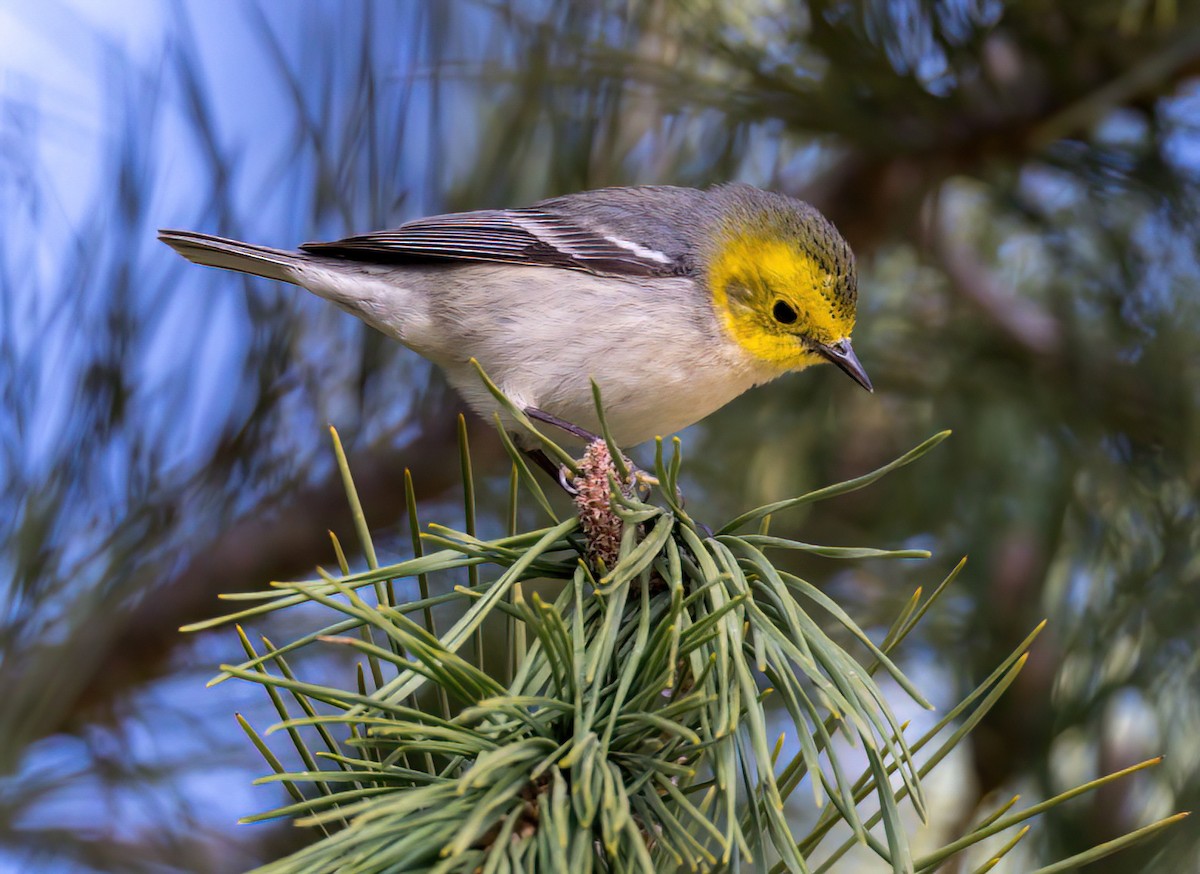 Hermit Warbler - ML418759951